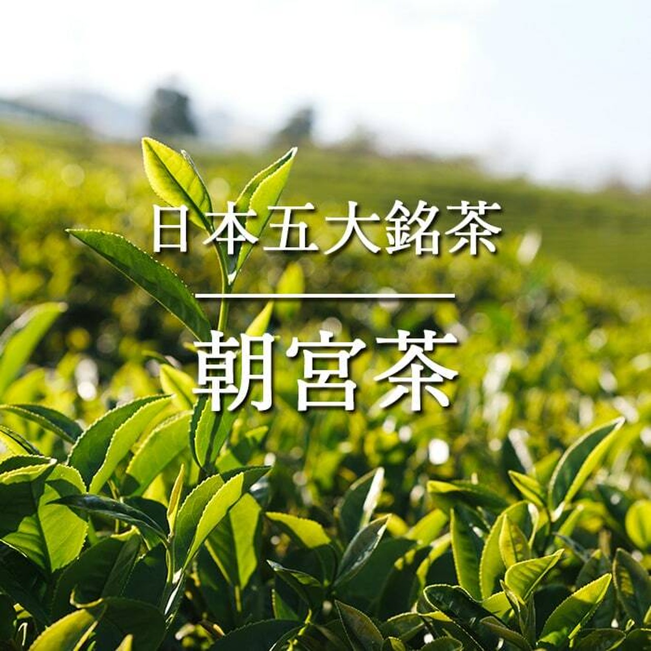 【87farm】A Happy Flower TEA 幸せの花茶 食べられるお花の紅茶(トレニア)