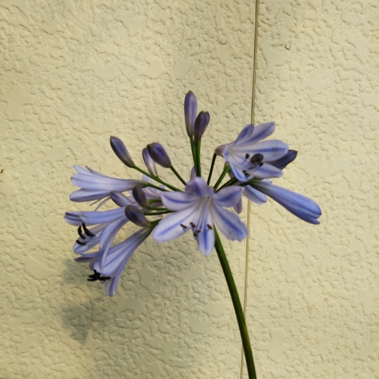 寄せ植え材 Hanazukin 花ずきん 農家直送の花苗 シンビジュームの花束 寄せ植え材 Hanazukin 花ずきん 農家直送の花苗 シンビジュームの花束