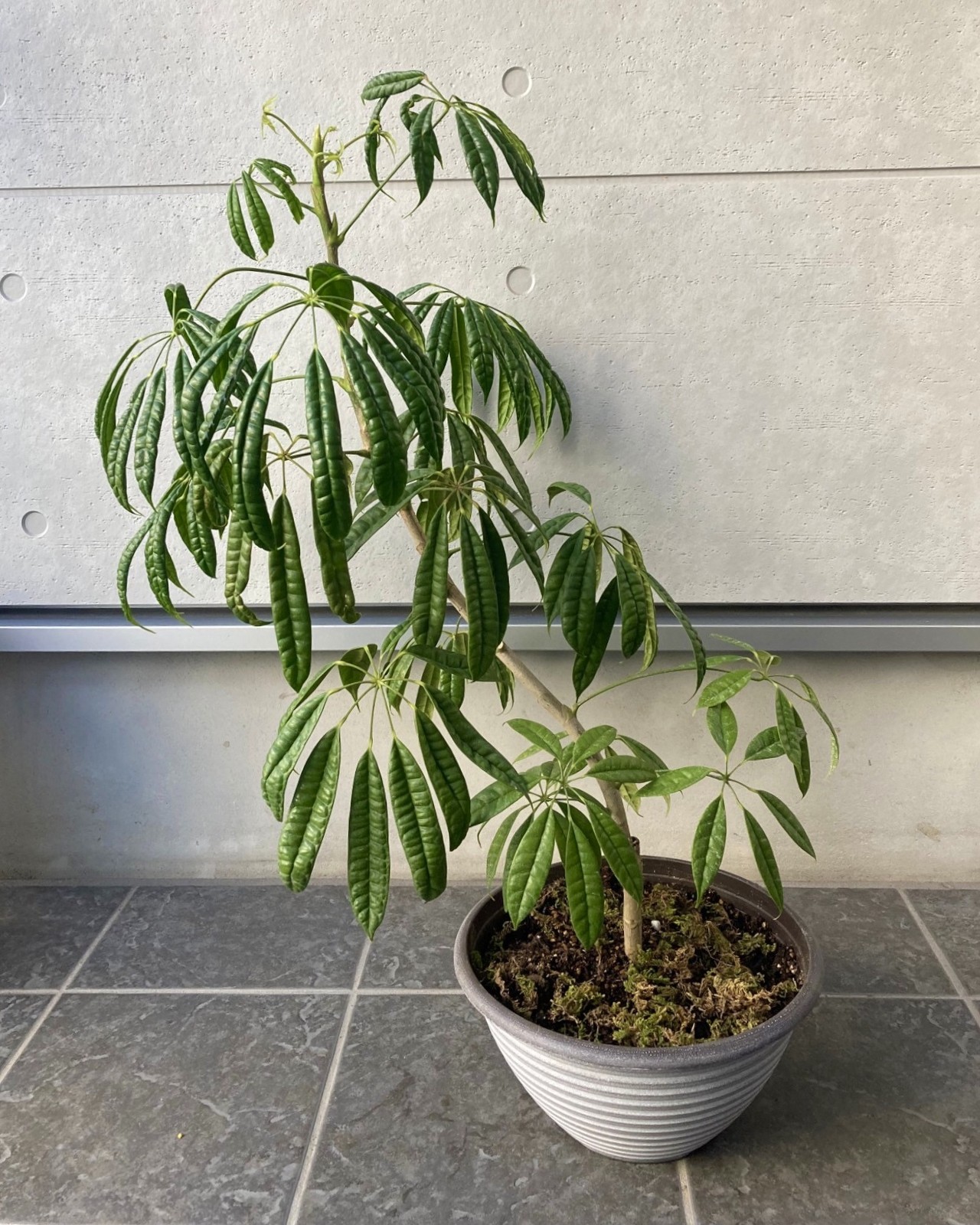 観葉植物 E Nos Note