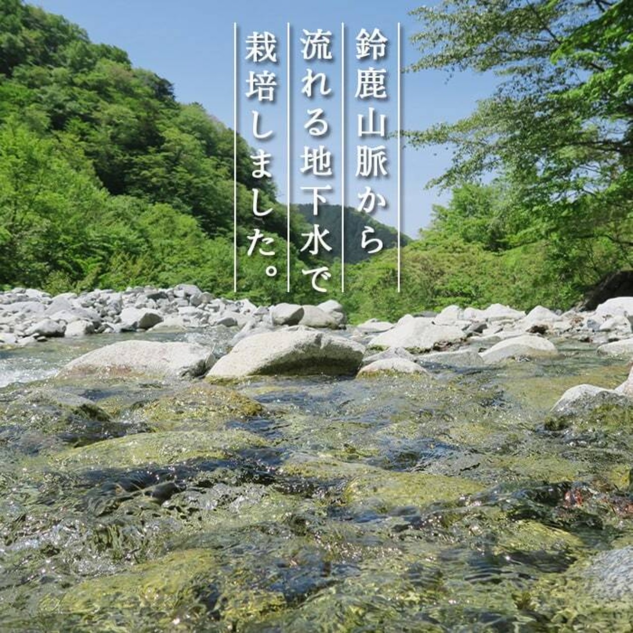 【87farm】食べられる押し花 10枚(ビオラ ひぐれももか)