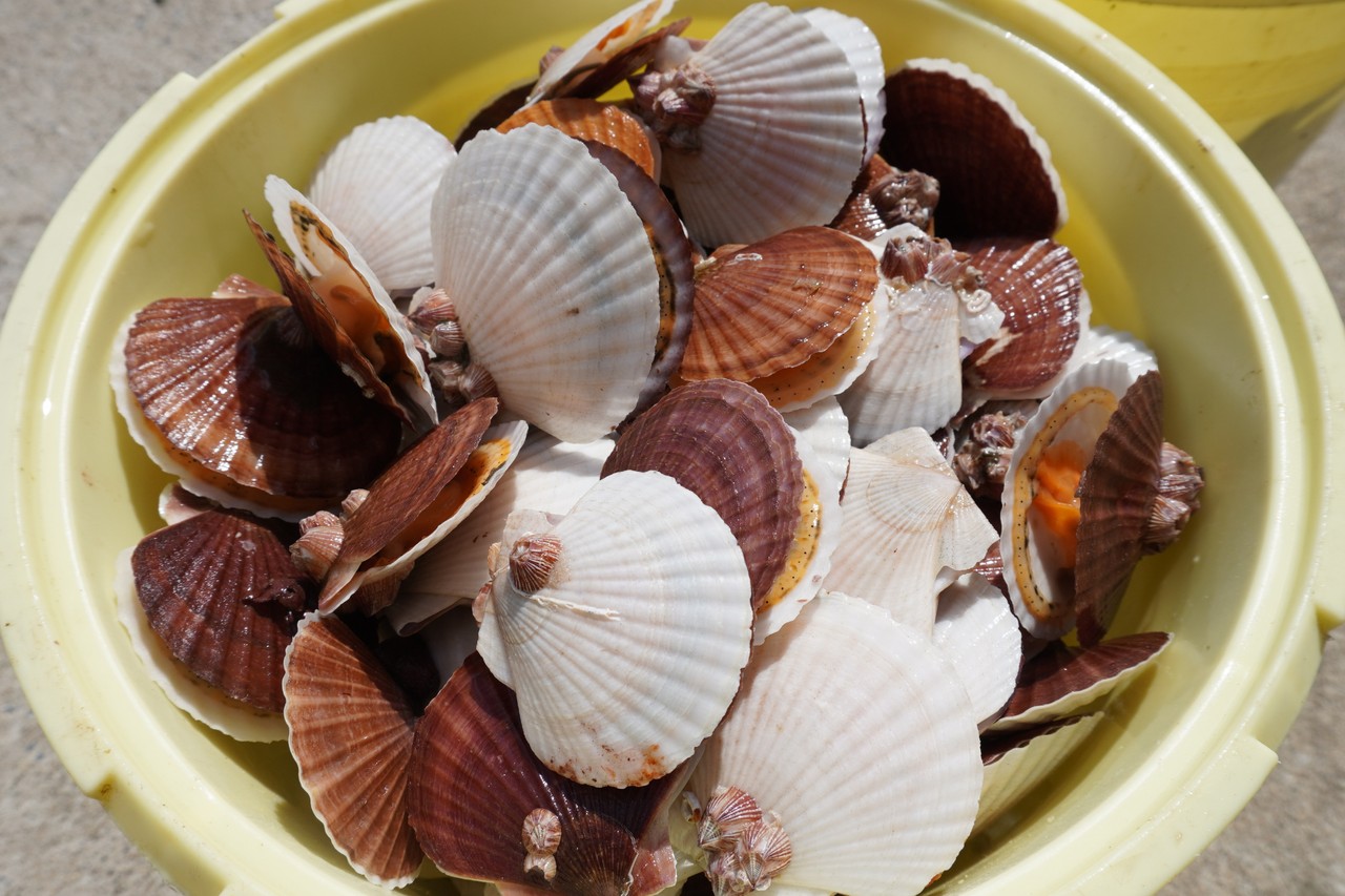 ホタテ屋さん ホタテ 魚介類通販 ホタテレシピ紹介