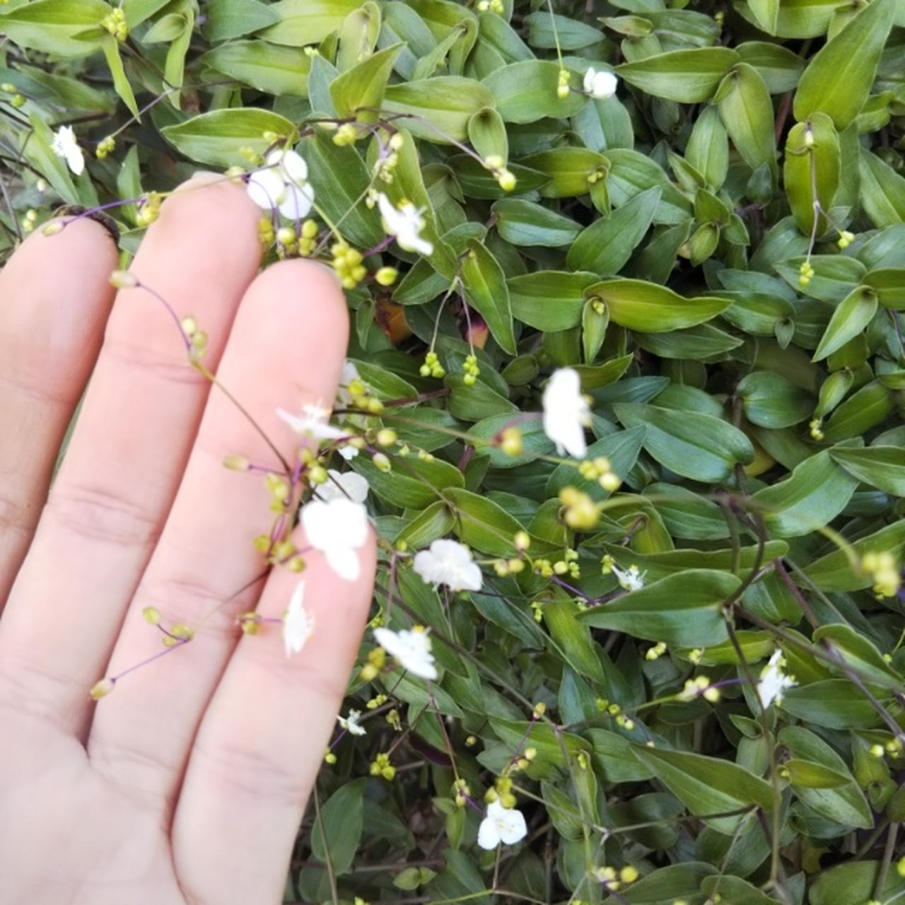 ブライダルベール10 5cmポット苗 Hanazukin 花ずきん 農家直送の花苗 シンビジュームの花束