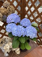 あじさい6号鉢 テマリテマリ 青 母の日ギフト におすすめ 母の日フラワーギフト早得15 Off 三浦園芸