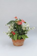 観葉植物寄せ植え Flower Garnet