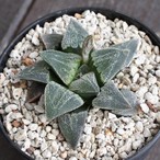 ハオルチア ガステリア 多肉植物メインの植物店 Succulents Plants Gemmafolia