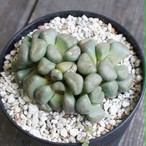 メセン 多肉植物メインの植物店 Succulents Plants Gemmafolia