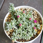 メセン 多肉植物メインの植物店 Succulents Plants Gemmafolia