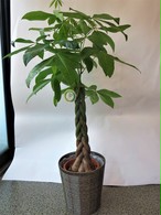 観葉植物 フラワーブティック さいとう