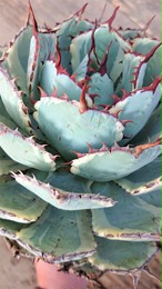 アガベ ポタトルム 吉祥冠錦 agave potatorum ‘Kissho Kan’ variegata 【発根済】 | 多肉植物ハオルチア