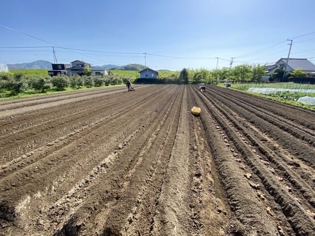 路地生姜の植え付け 高知県 生姜シロップの通販 アグリユウベ