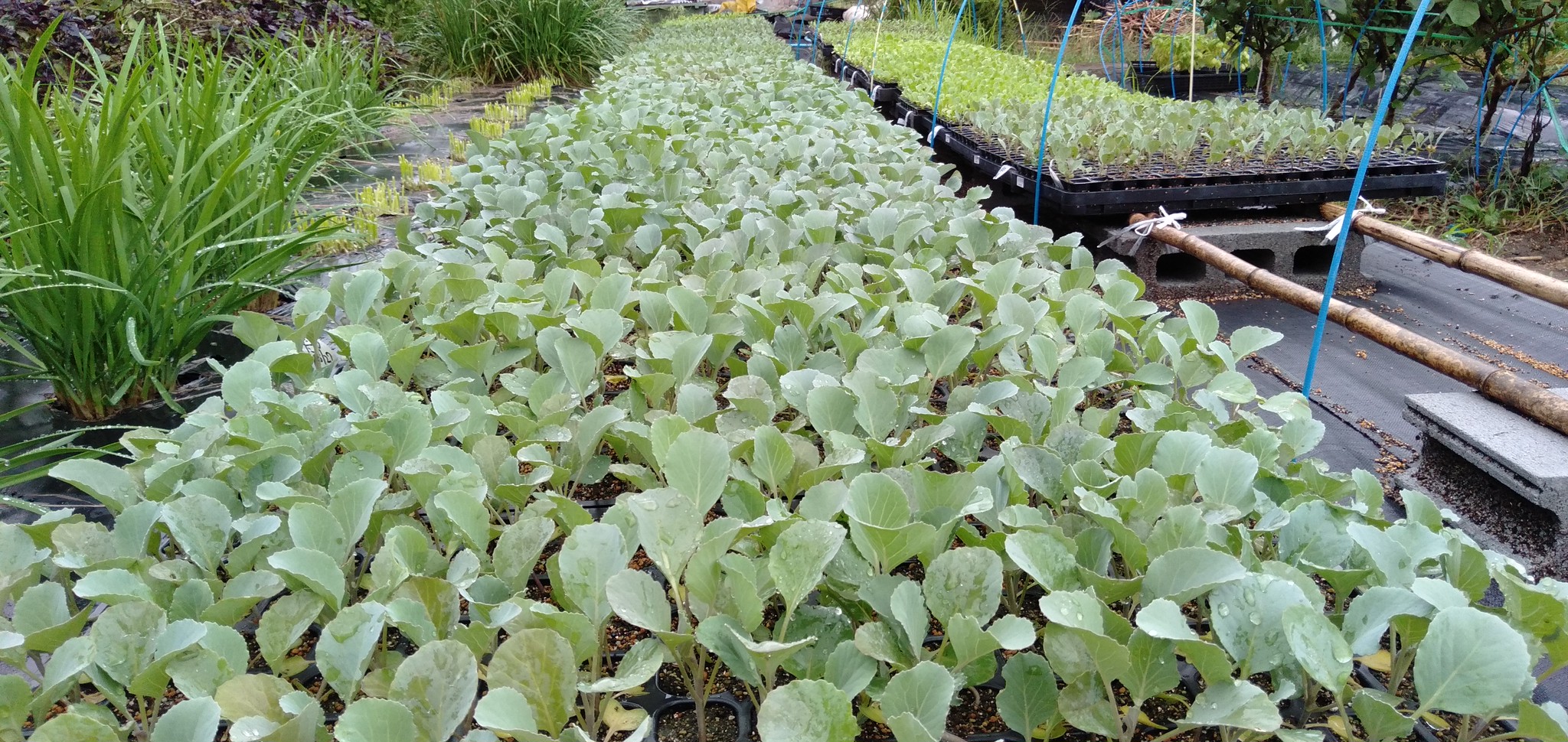 秋冬野菜 高知県 生姜シロップの通販 アグリユウベ 秋冬野菜 高知県 生姜シロップの通販 アグリユウベ