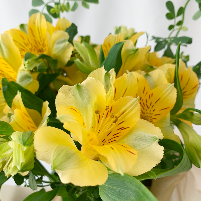 春 アルストロメリア 切り花でも長持ち 茎も力強くて育てやすく お花もたくさん咲きます よいはな Yoihana 最高品質のお花をお届けするネット通販 春 アルストロメリア 切り花でも長持ち 茎も力強くて育てやすく お花もたくさん咲きます よいはな Yoihana 最高品質のお花をお届けするネット通販