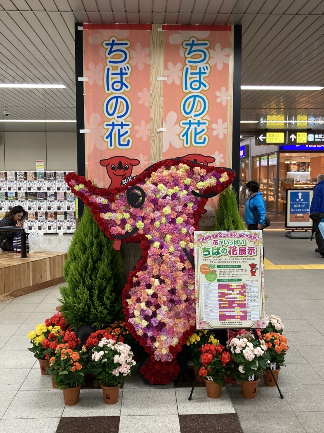 千葉県産のお花を応援 北総鉄道 新鎌ヶ谷駅でチーバくんのお花の展示がスタートしました よいはな Yoihana 最高品質のお花をお届けするネット通販