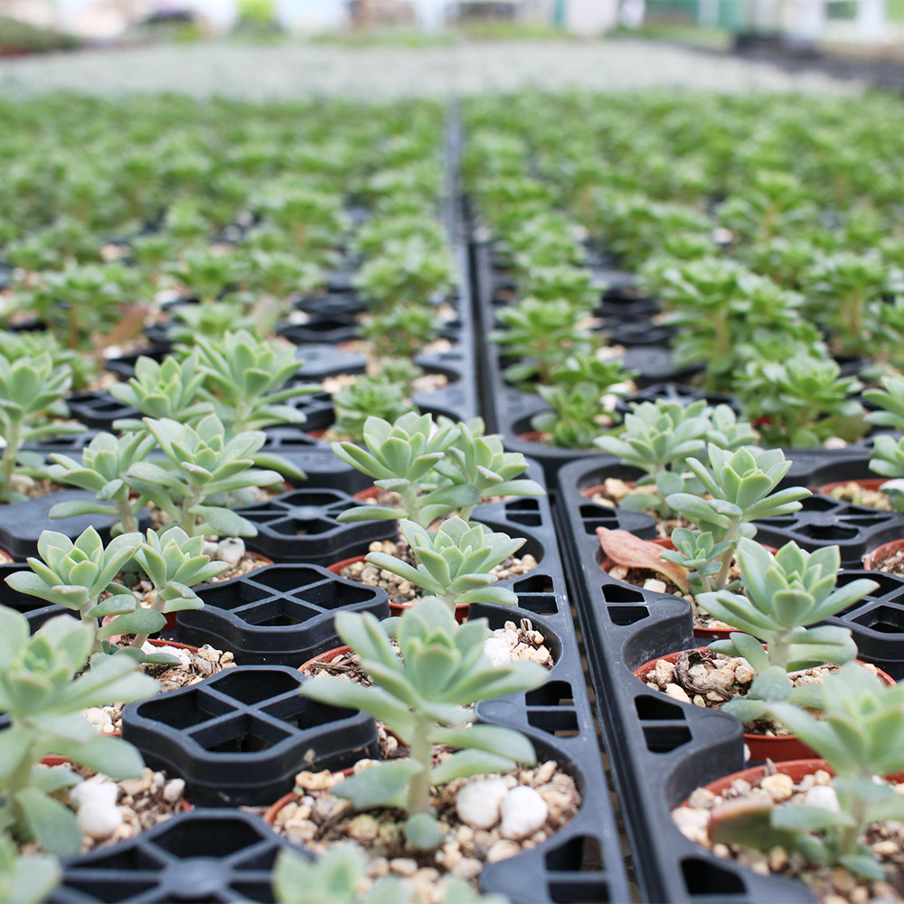 多肉植物のつくり手に聞く 動画 よいはな Yoihana 最高品質のお花をお届けするネット通販
