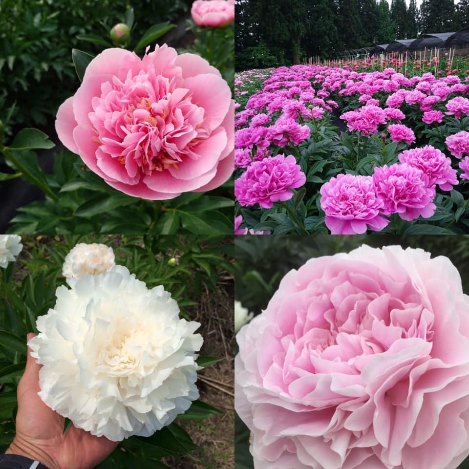 お花のつくり手 応援 芍薬農家 鈴木健市さん よいはな Yoihana 最高品質のお花をお届けするネット通販 お花のつくり手 応援 芍薬農家 鈴木健市さん よいはな Yoihana 最高品質のお花をお届けするネット通販