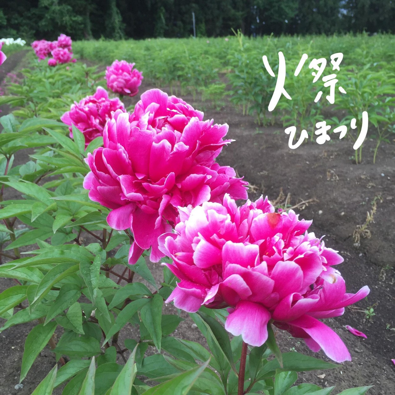 インタビュー 芍薬を知る 鈴木健市さん よいはな Yoihana 最高品質のお花をお届けするネット通販 インタビュー 芍薬を知る 鈴木健市さん よいはな Yoihana 最高品質のお花をお届けするネット通販