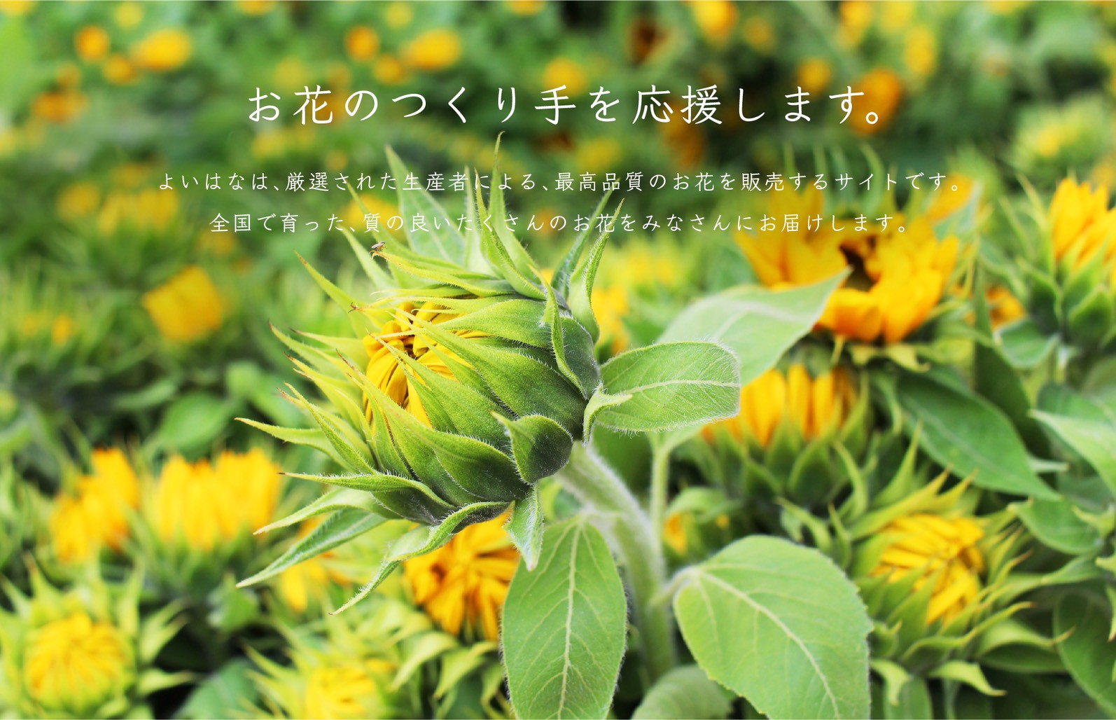 お花のつくり手 応援 ひまわり農家 金井隆さん よいはな yoihana 最高品質のお花をお届けするネット通販