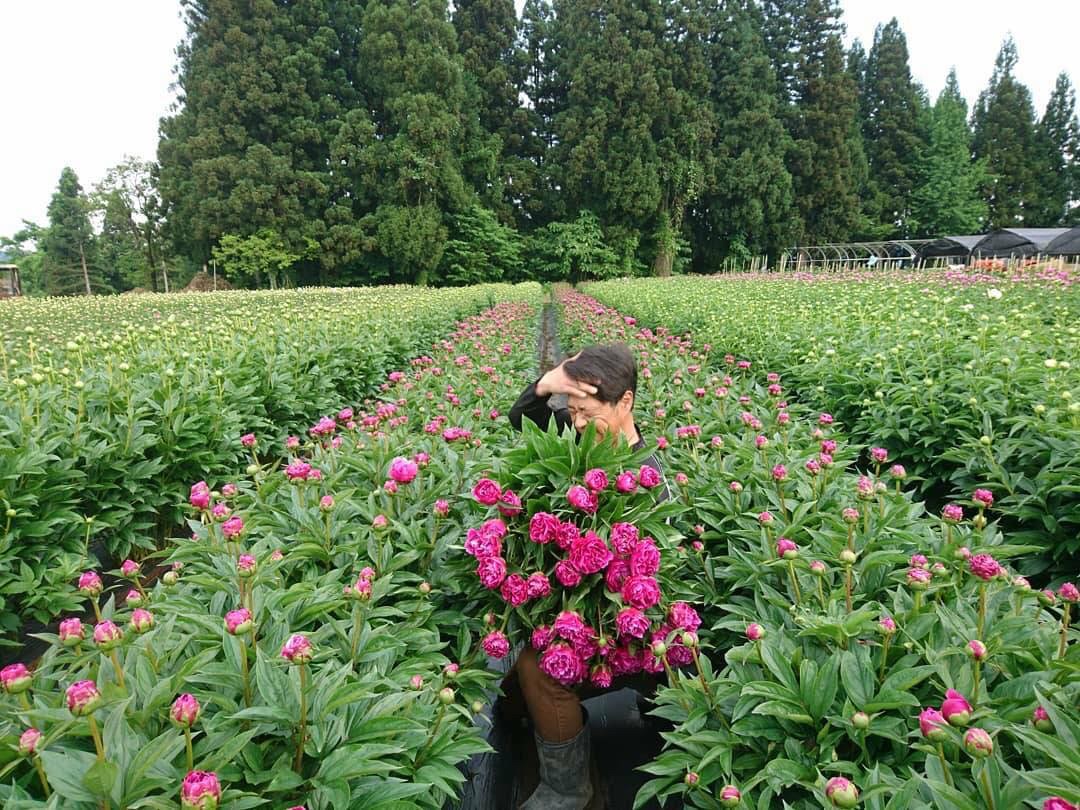 インタビュー 芍薬を知る 鈴木健市さん よいはな Yoihana 最高品質のお花をお届けするネット通販