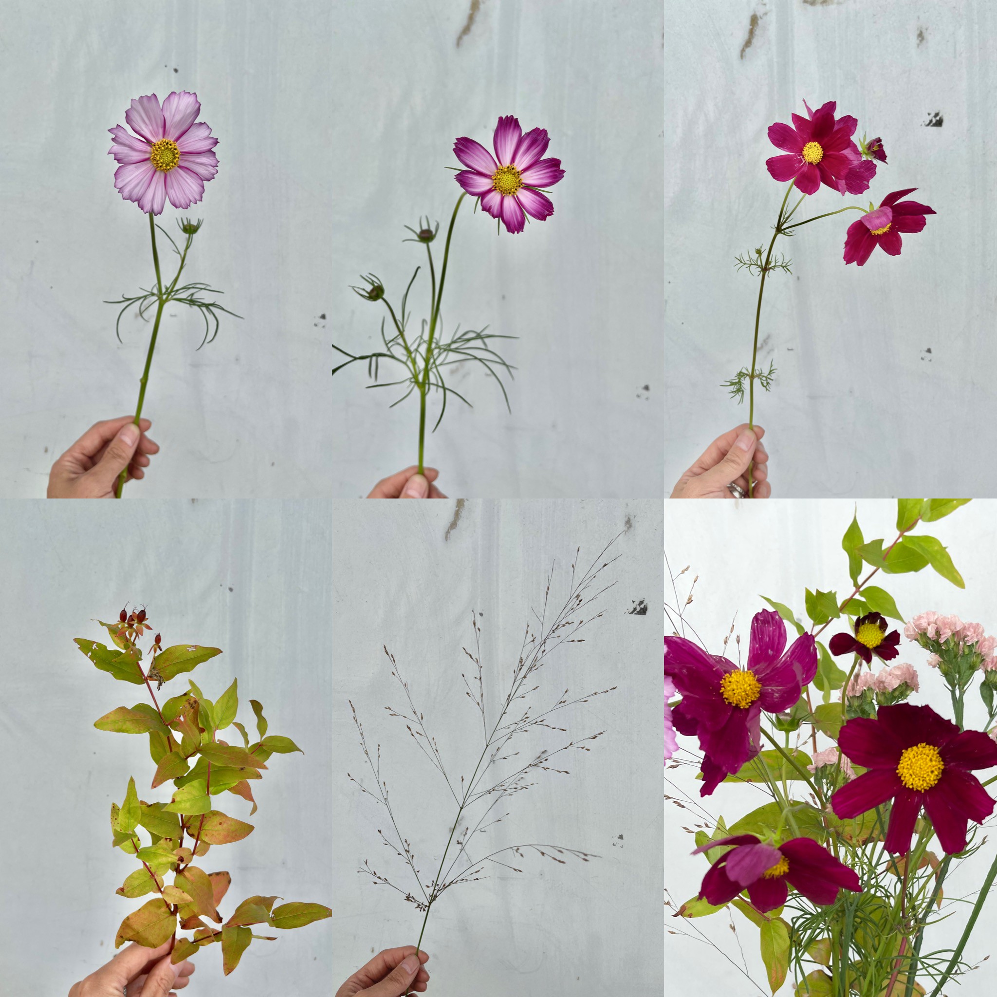 9月 2回目の定期便 秋の人気花コスモスを愛でる よいはな Yoihana 最高品質のお花をお届けするネット通販 9月 2回目の定期便 秋の人気花コスモスを愛でる よいはな Yoihana 最高品質のお花をお届けするネット通販