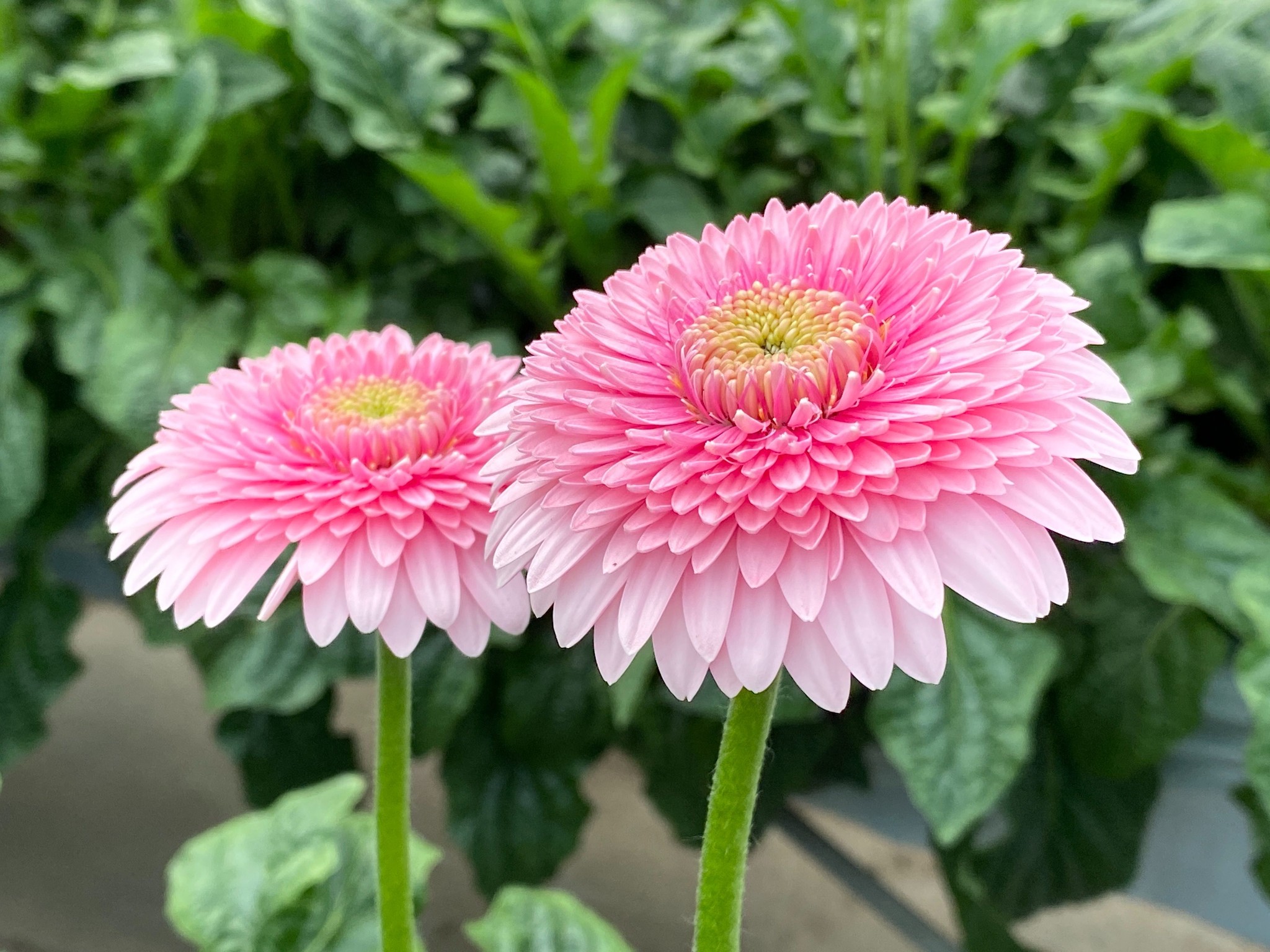 Adore Flowcaが発信するガーベラの魅力 先駆けて花開く前の蕾のガーベラを出荷したわけ よいはな Yoihana 最高品質のお花をお届けするネット通販 Adore Flowcaが発信するガーベラの魅力 先駆けて花開く前の蕾のガーベラを出荷したわけ よいはな Yoihana 最高品質のお花をお届けするネット通販