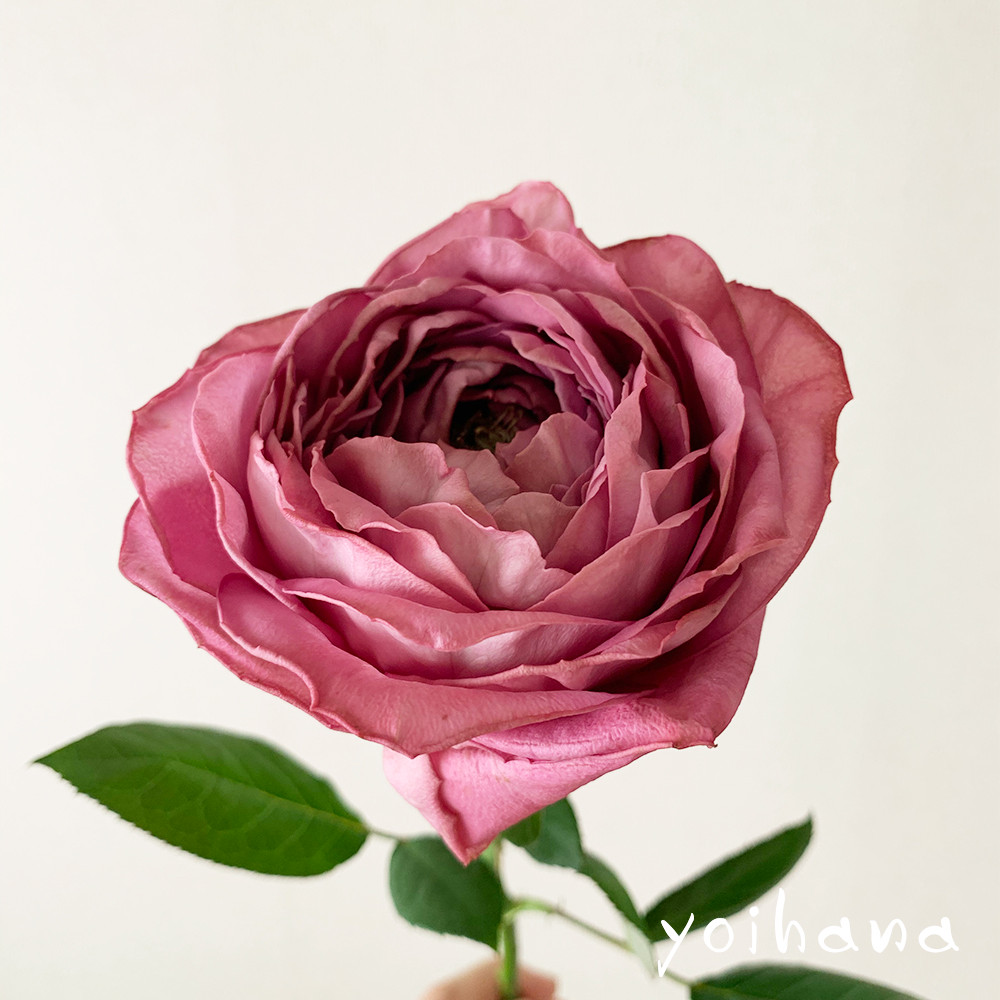 お花のつくり手を応援する ワンフラワープロジェクト 最高品質の一輪を ５００ 送料込み でお届け よいはな Yoihana 最高品質のお花をお届けするネット通販