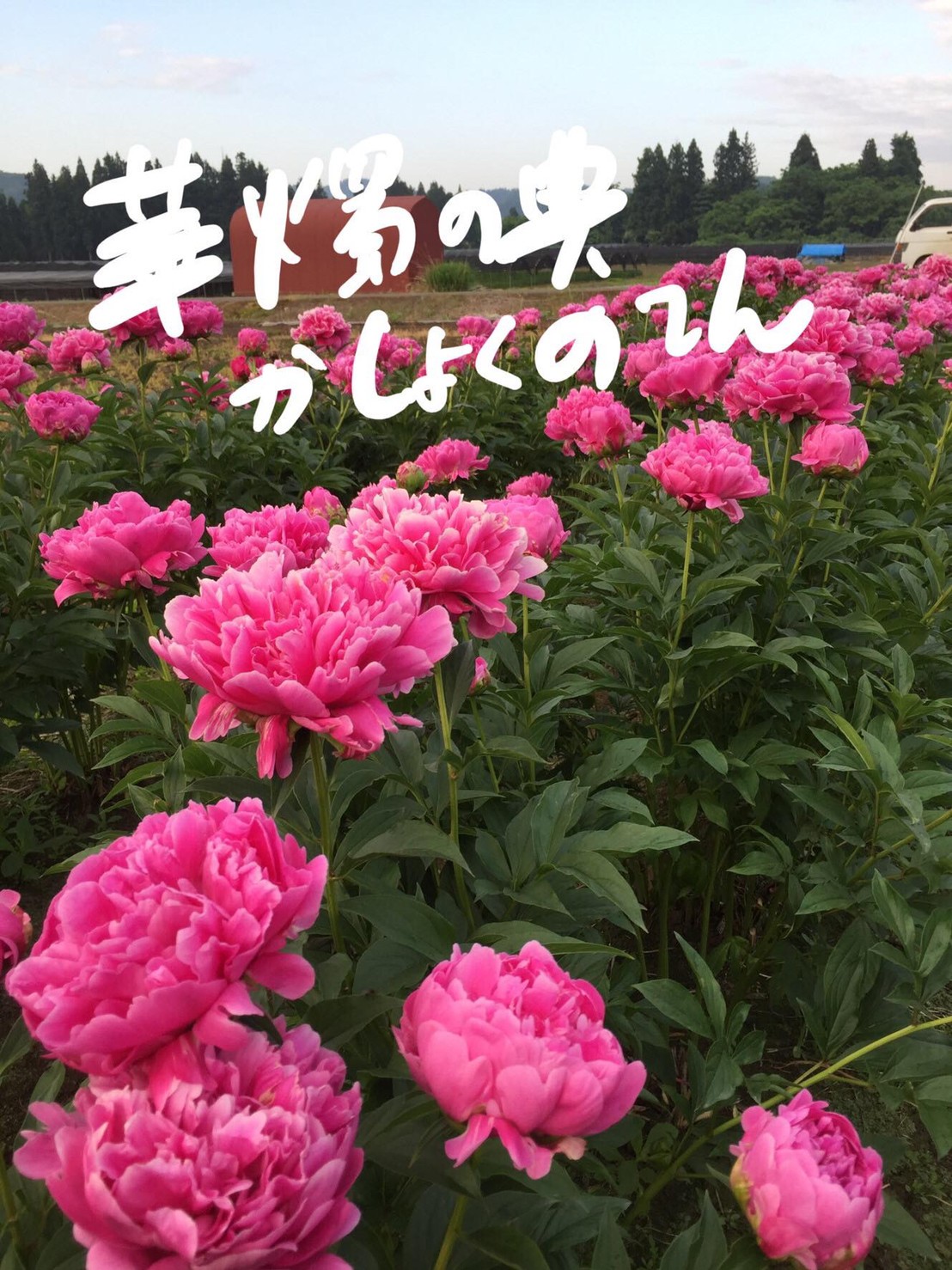 インタビュー 芍薬を知る 鈴木健市さん よいはな Yoihana 最高品質のお花をお届けするネット通販 インタビュー 芍薬を知る 鈴木健市さん よいはな Yoihana 最高品質のお花をお届けするネット通販