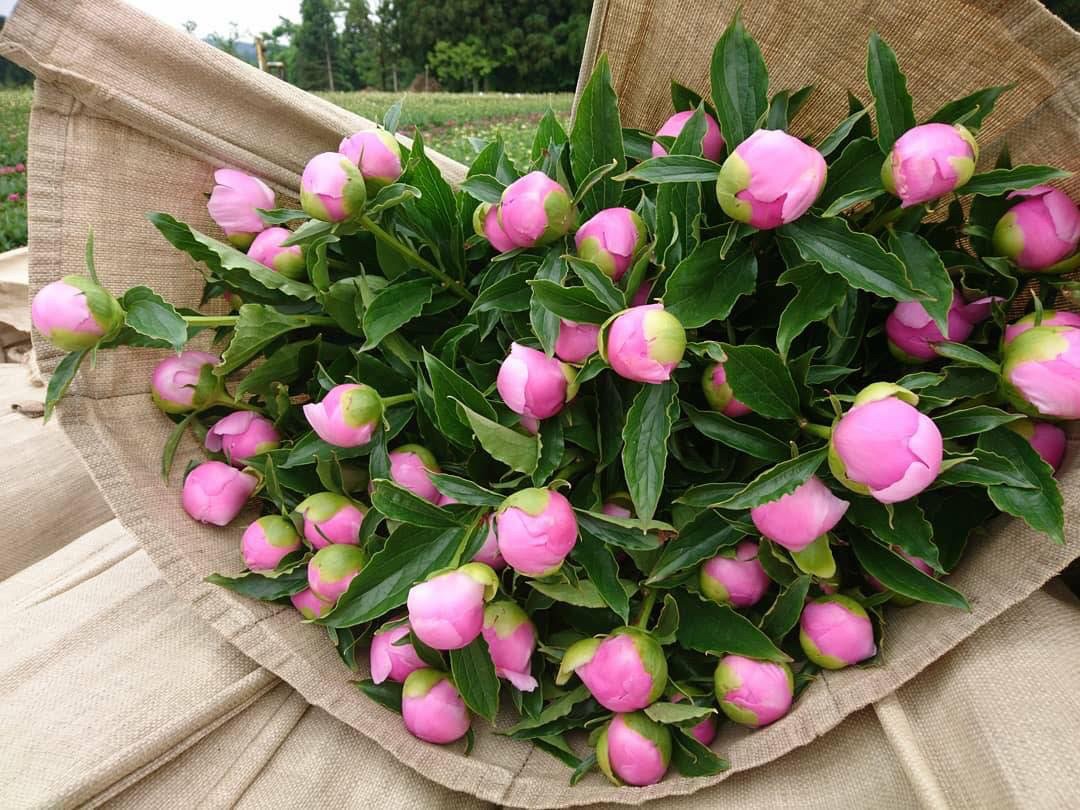 インタビュー 芍薬を知る 鈴木健市さん よいはな yoihana 最高品質のお花をお届けするネット通販