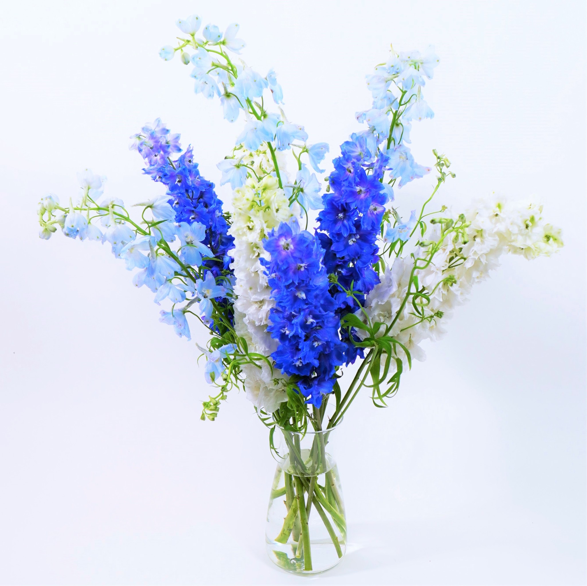 特集 Blueflowers 夏にぴったりな爽やかな北海道の青いデルフィニウムを贈りましょう よいはな Yoihana 最高品質のお花をお届けするネット通販
