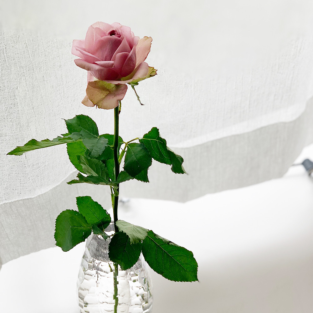 お花のつくり手を応援する ワンフラワープロジェクト 最高品質の一輪を ５００ 送料込み でお届け よいはな Yoihana 最高品質のお花をお届けするネット通販