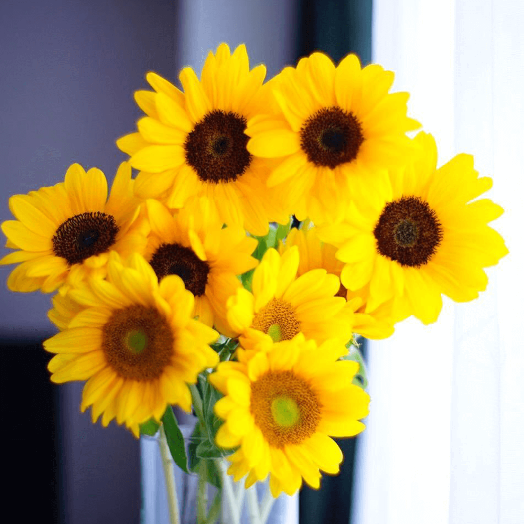 向日葵 ﾋﾏﾜﾘ を飾る 動画 よいはな Yoihana 最高品質のお花をお届けするネット通販