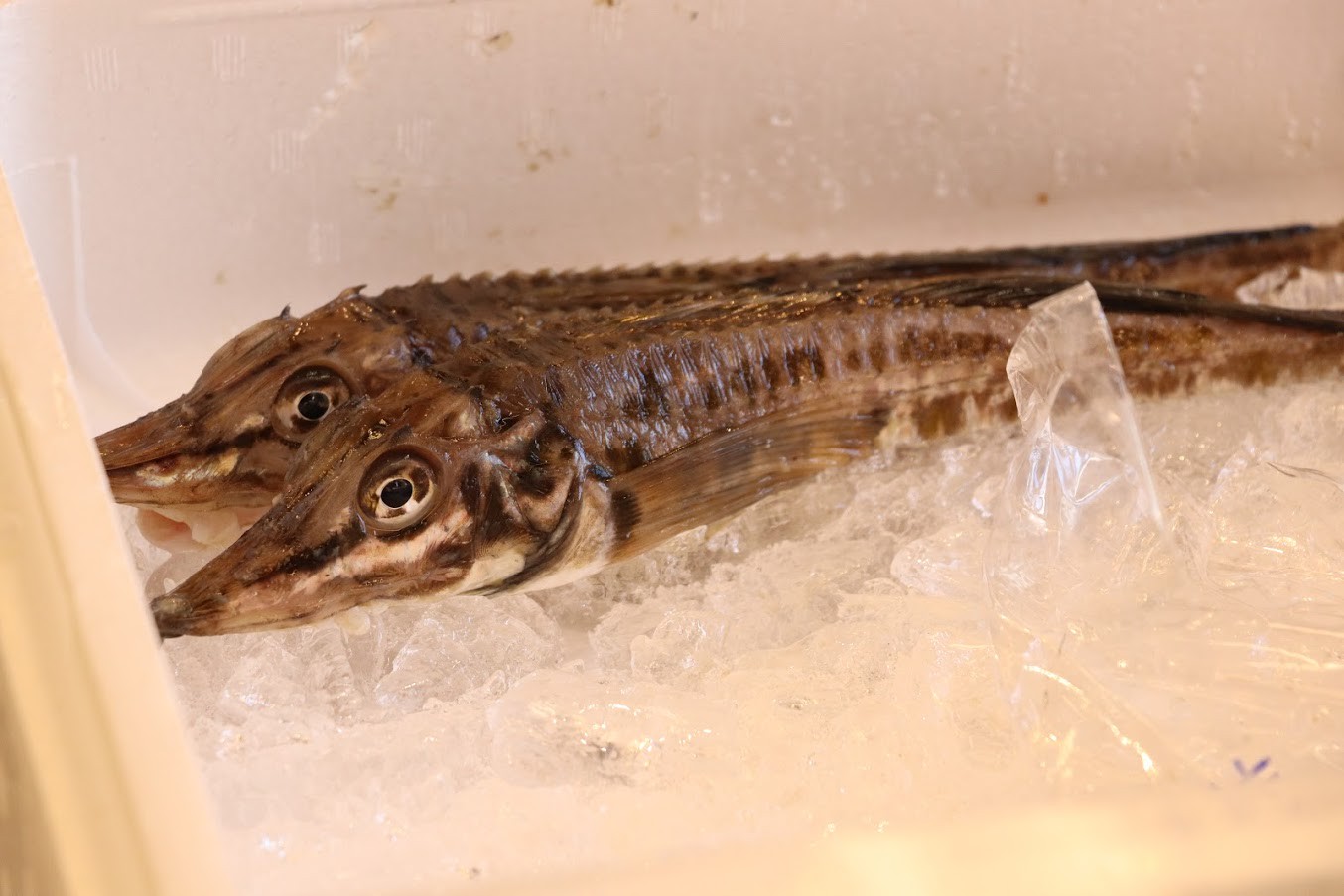 北海道の魚 八角って 知ってますか 本名はトクビレと言います タカヒロさっぽろ朝市店 北海道の魚 八角って 知ってますか 本名はトクビレと言います タカヒロさっぽろ朝市店