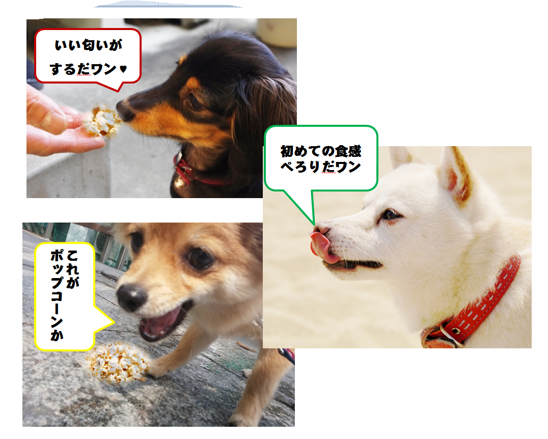 Blog Mack 犬用ポップコーンの店 Blog Mack 犬用ポップコーンの店