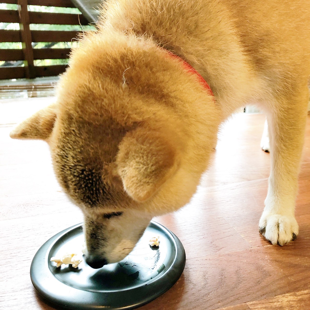人も犬もやっぱり肉が好き 鹿肉コーン 犬用おやつポップコーン Mack 犬用ポップコーンの店 人も犬もやっぱり肉が好き 鹿肉コーン 犬用おやつポップコーン Mack 犬用ポップコーンの店