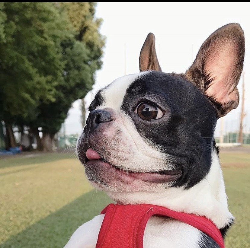 犬用おやつのマスコットドッグ Mack 犬用ポップコーンの店 犬用おやつのマスコットドッグ Mack 犬用ポップコーンの店
