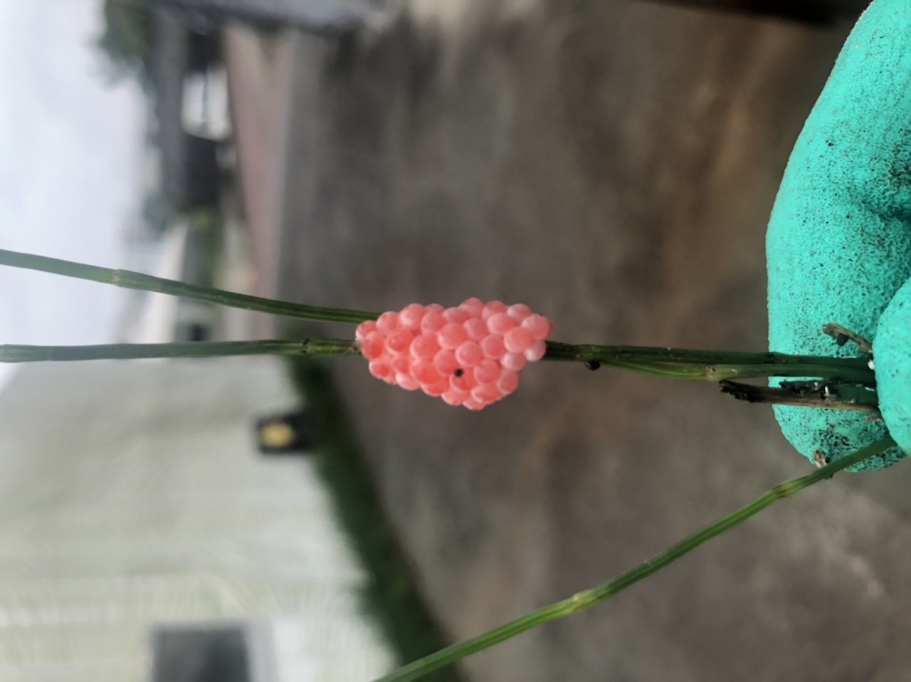 ジャンボタニシの卵 Shop Nao 椎茸 お茶