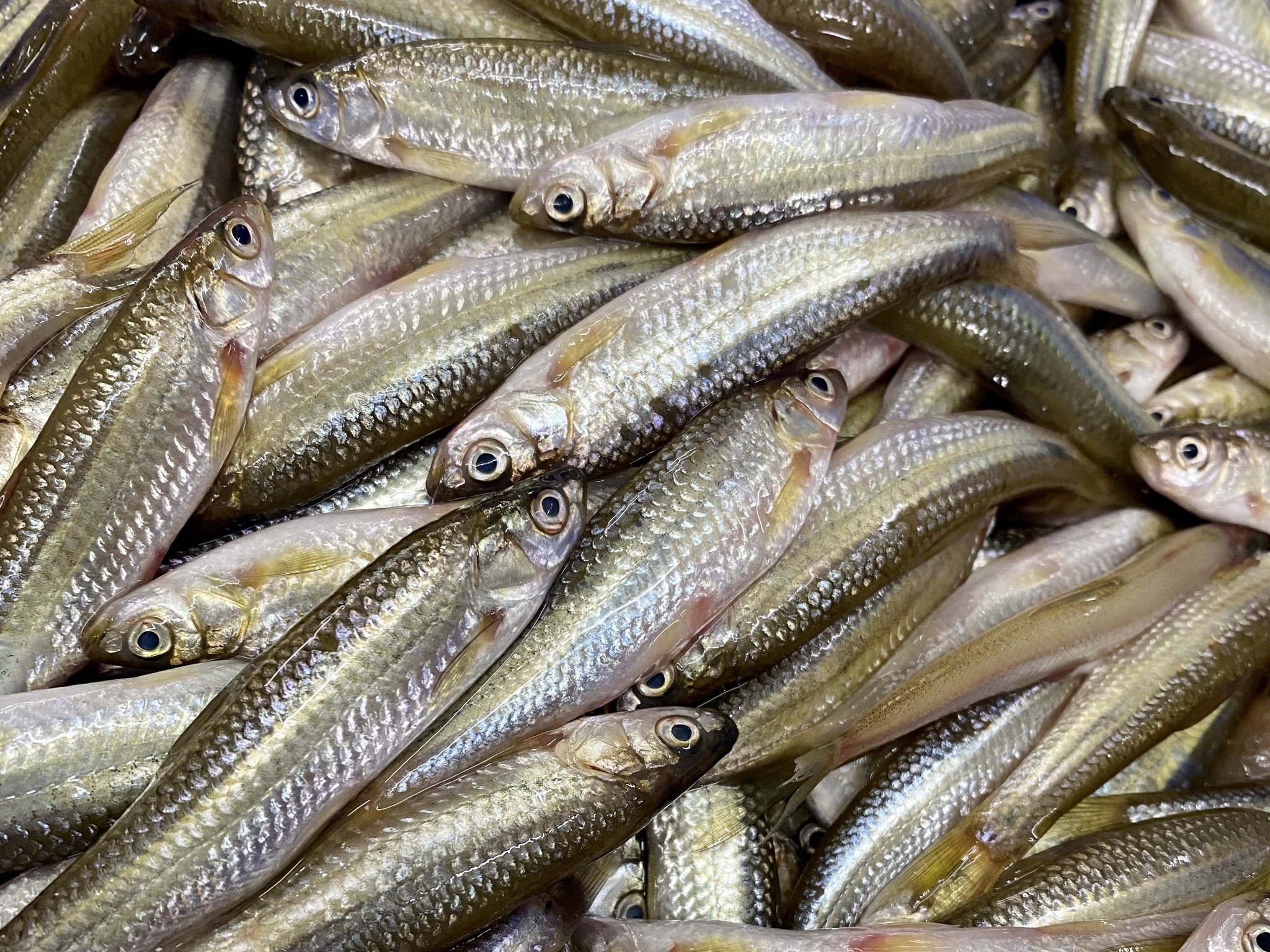 新物 天然 本もろこ が入荷しました 鮒寿し 魚治 オンラインショップ