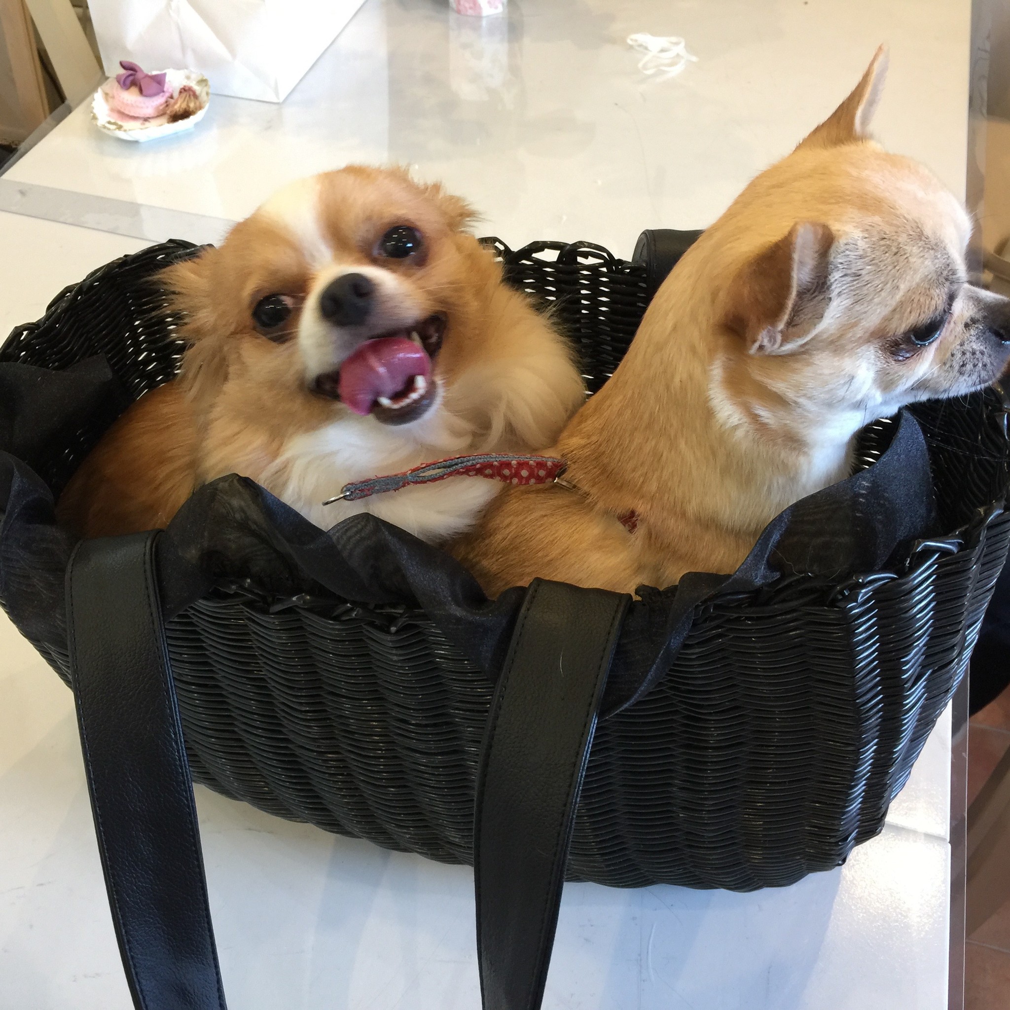 Part２ ドッグキャリー 3kg 4kg ご近所のチワワちゃんのお試しレポ