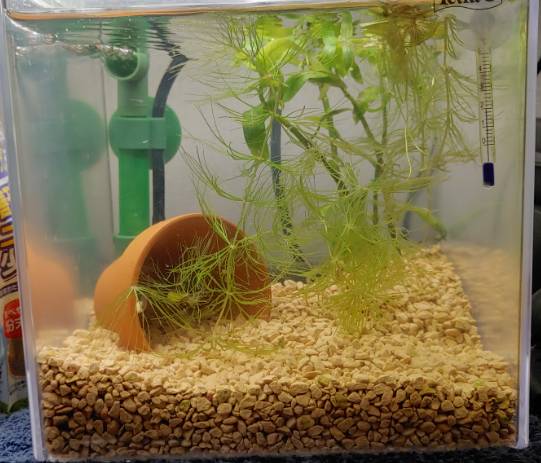 趣味について その１３ Tolink Trading