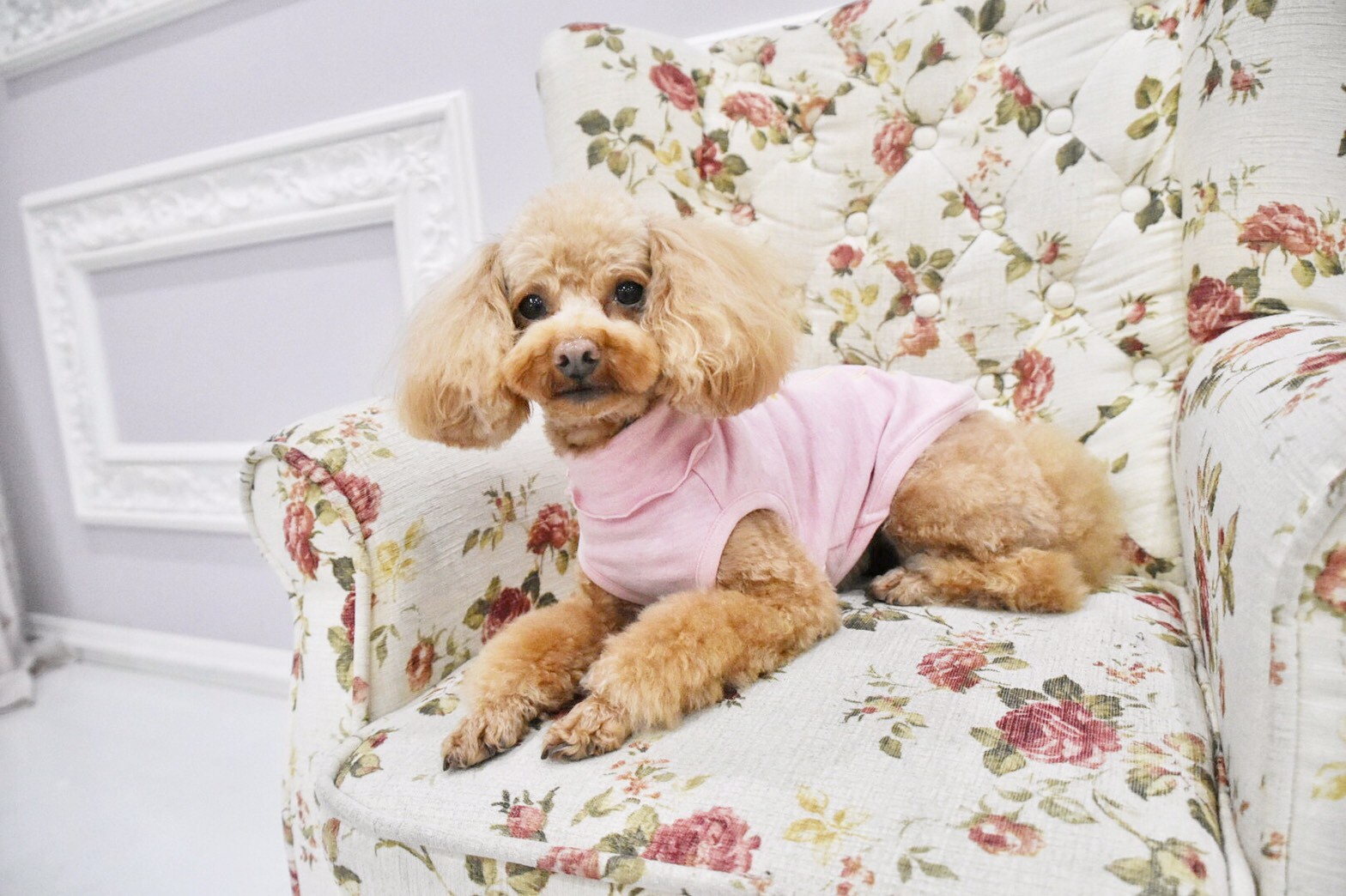 モデル犬について Hannah モデル犬について Hannah