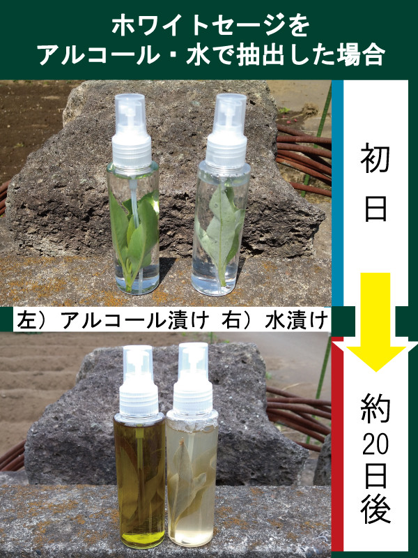 ホワイトセージ商品への思い スプレー そのまま良い Flourish Garden