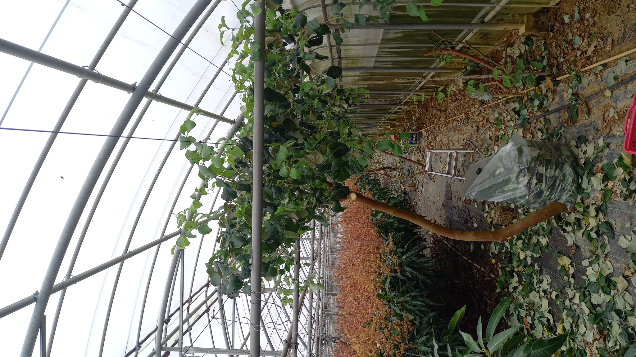 Blog 高野果樹園