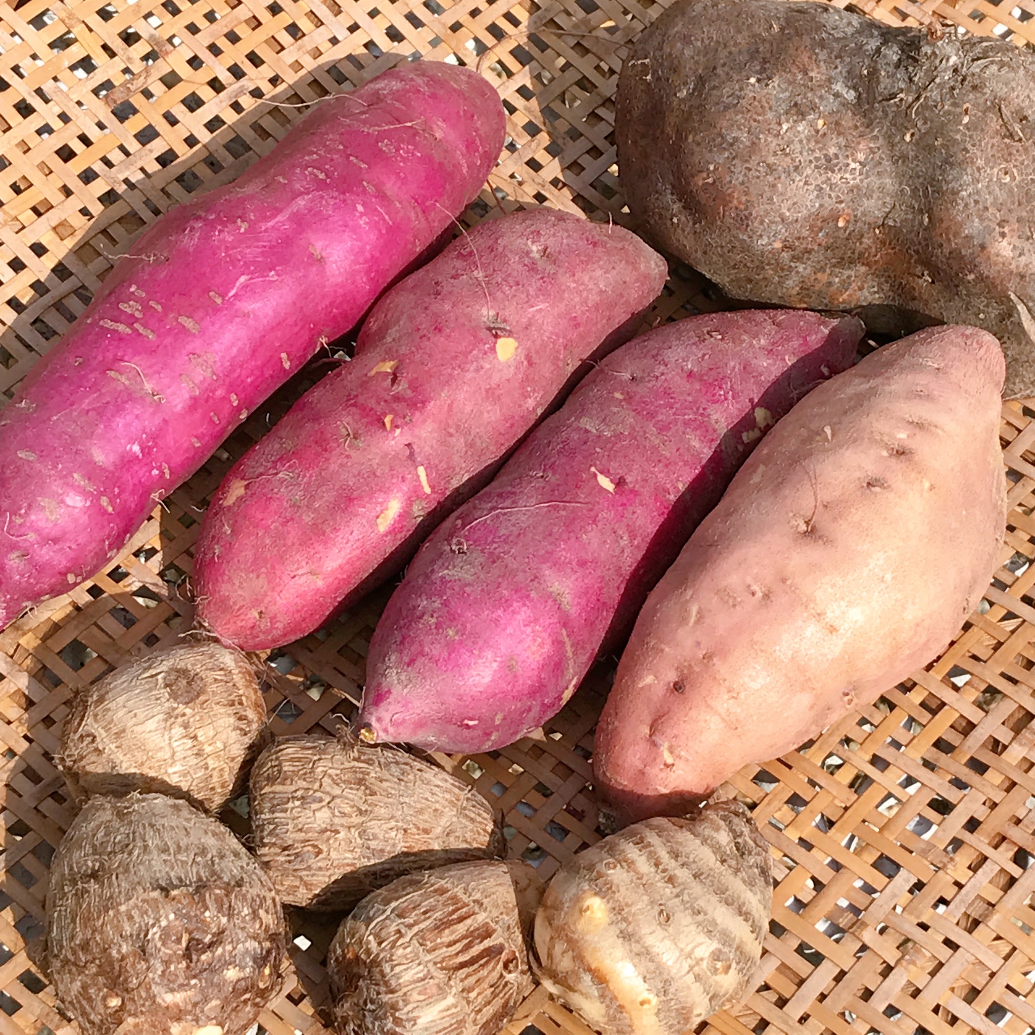 さつまいも 山の芋 里芋の わくわく お芋セット 販売いたします 丹波篠山 ちいさな野菜畑