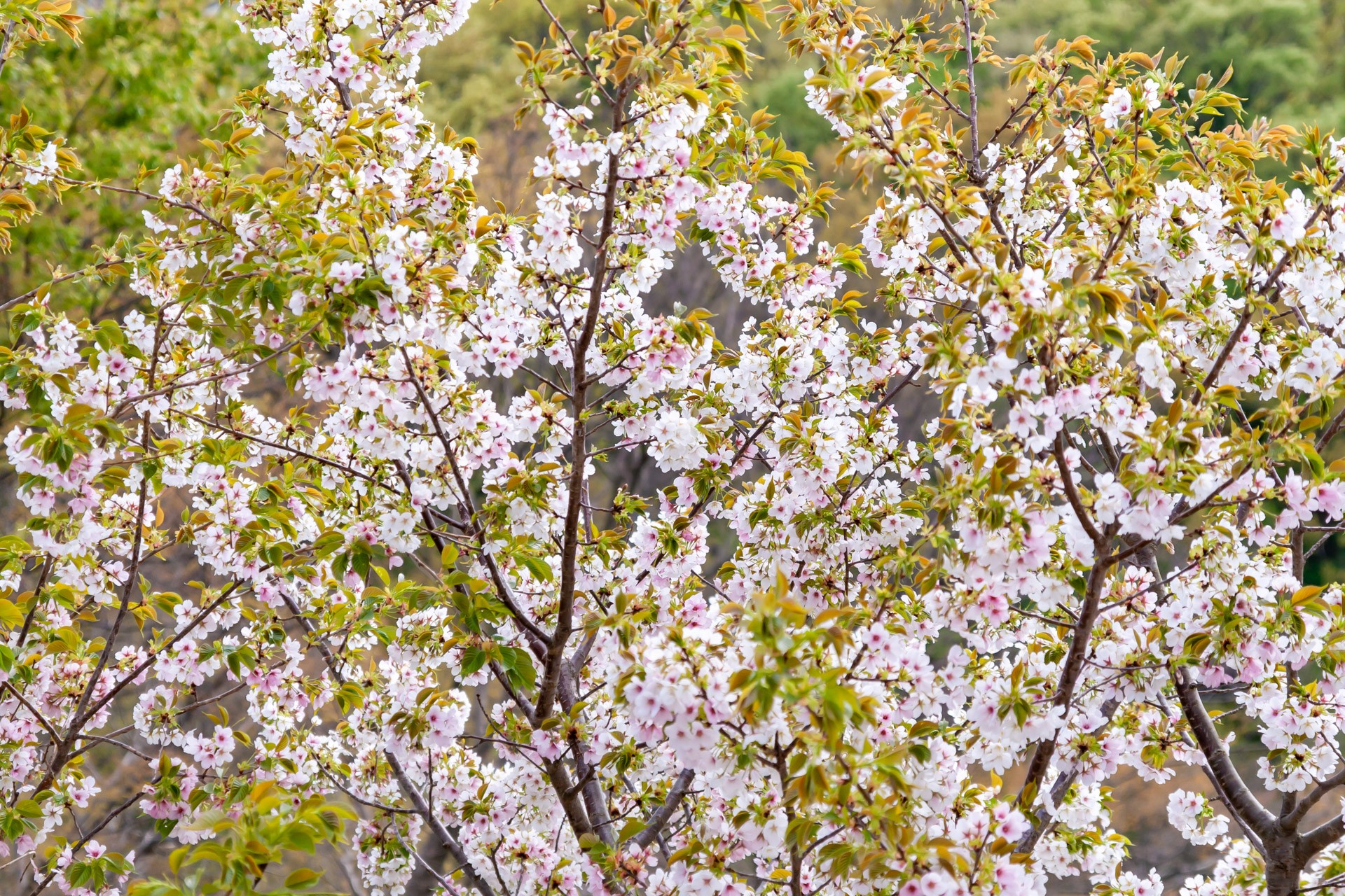 新作 桜の花クラゲ Hoccolie ほっこりえ