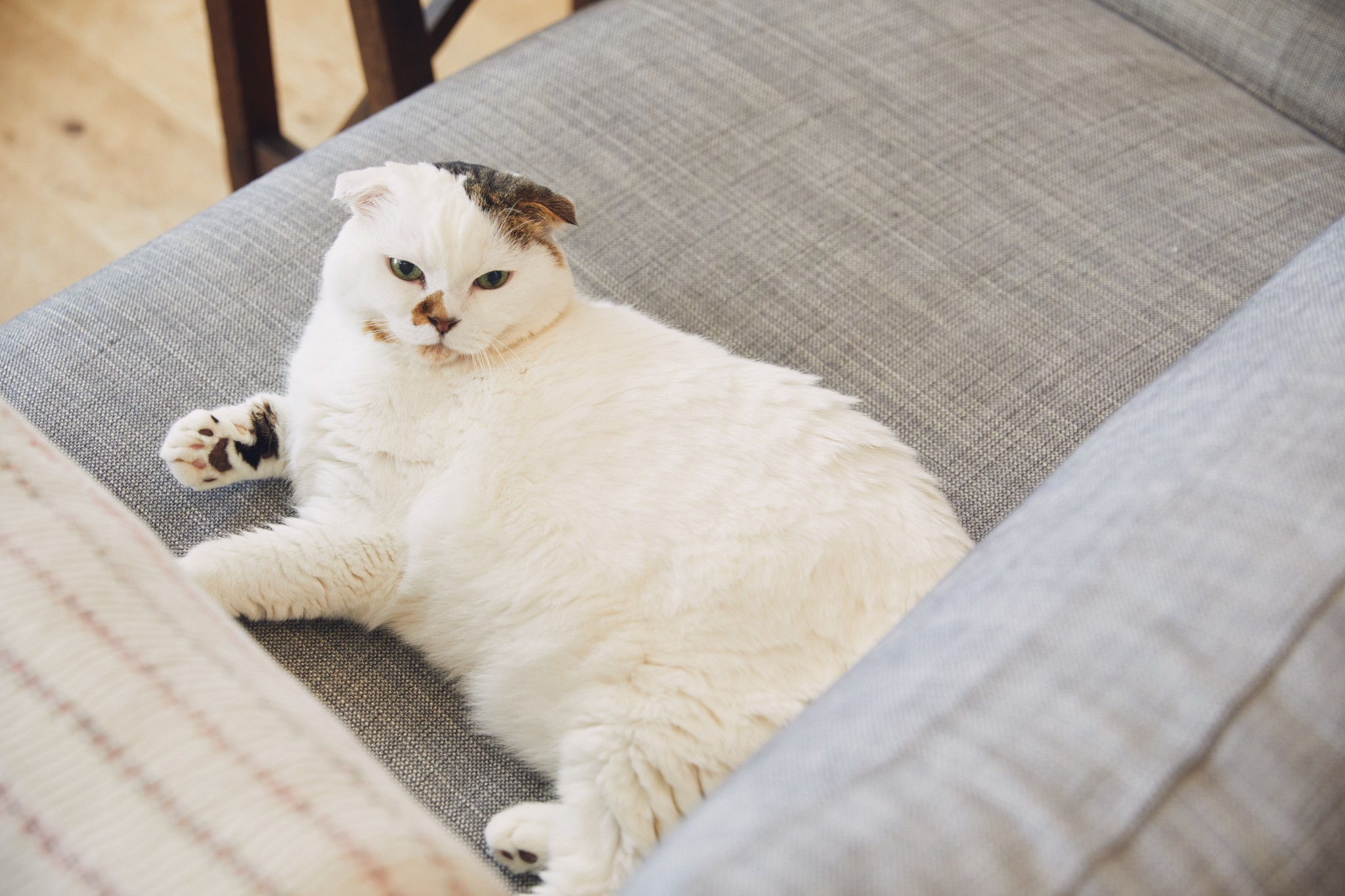 コムタン は猫界のアイドル Only One Name コムタン は猫界のアイドル Only One Name