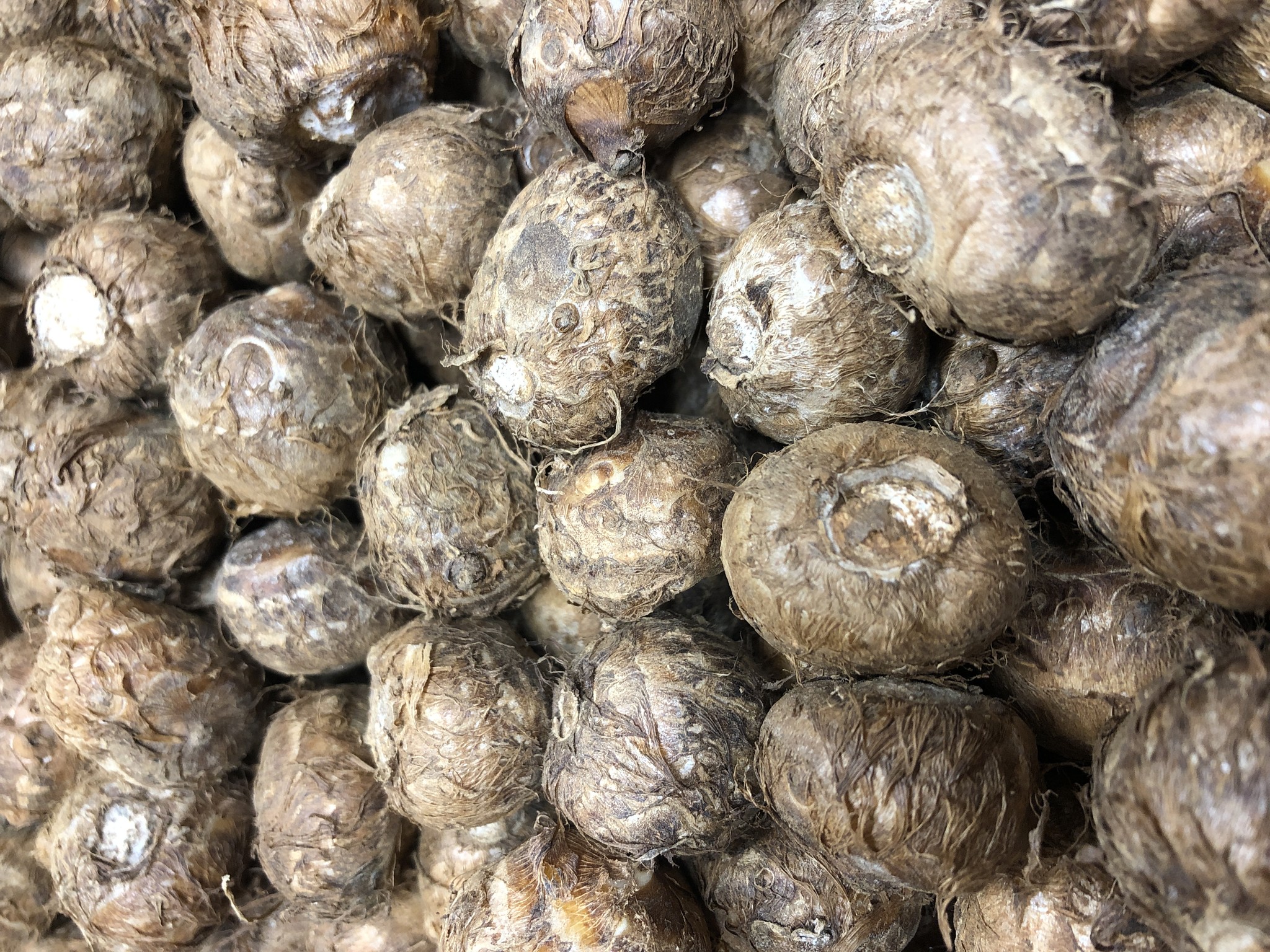 きぬかつぎ 八百屋 黒木商店