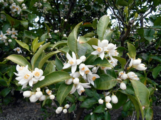 薫風にのって空を舞う ツバメのブローチ ヴィンテージコスチュームジュエリー こぐまのミーシャ Misha Antiques