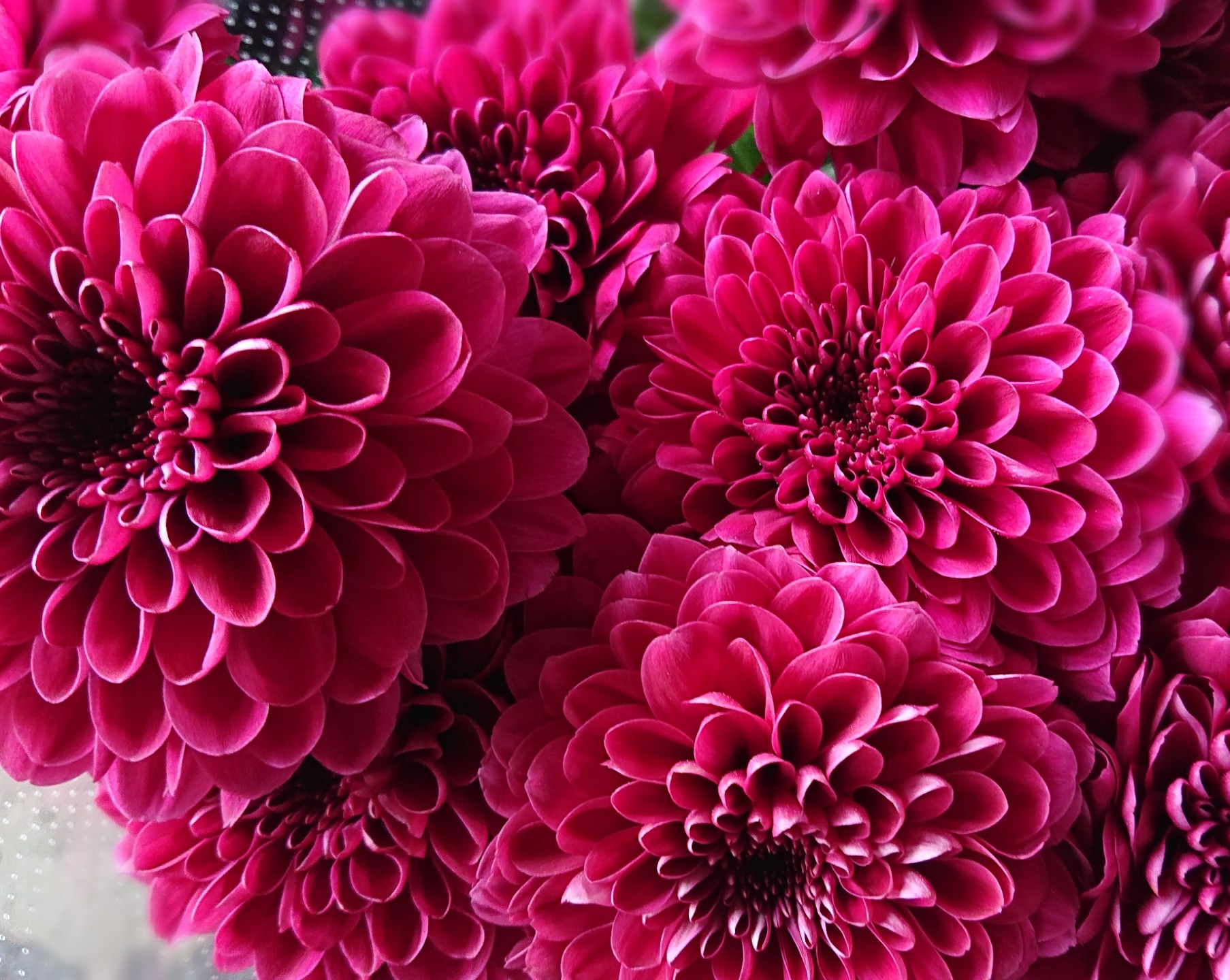 長崎の花屋さん この花はなんでしょう 花どころ かん