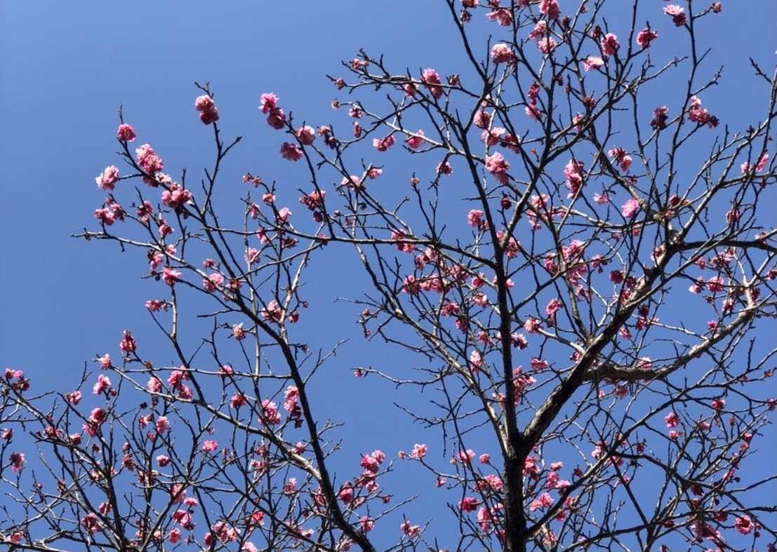 楽健法 楽健寺酵母パンとの出会い Snail Bakery