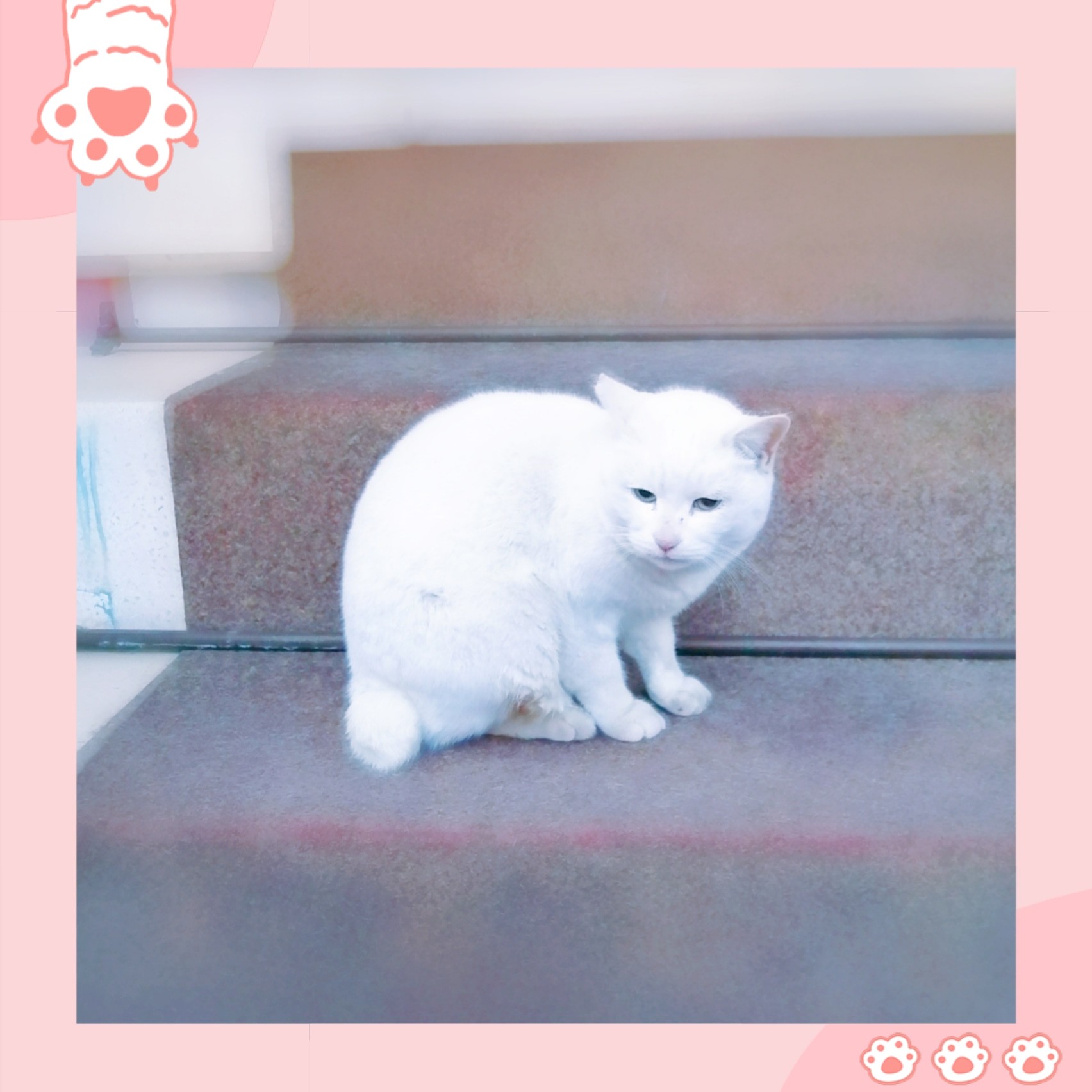 今戸神社の福猫 ナミちゃん 南風幸福社 今戸神社の福猫 ナミちゃん 南風幸福社