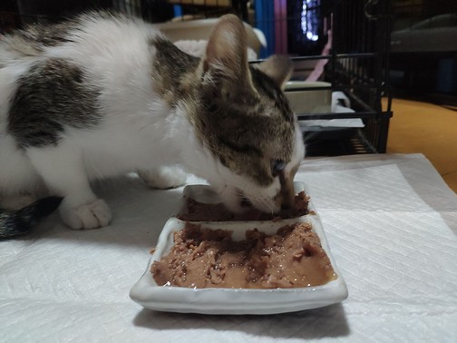 治療3日目 ちぢみちゃん注射大嫌いで暴れる噛む 猫カフェなーごなーごショップ 治療3日目 ちぢみちゃん注射大嫌いで暴れる噛む 猫カフェなーごなーごショップ